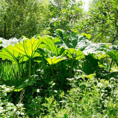 Giant Gunera plants by the pond